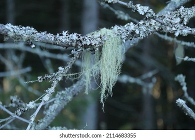 Beard Moss And Lichen On Tree Branch