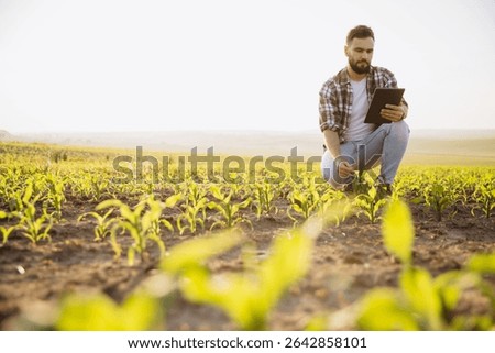 Bearded agronomist crouching and using a digital tablet to inspect corn crops during the golden hour of sunset on a rural farm