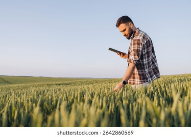 Bearded agronomist using a tablet while inspecting wheat stalks in a vast field, embracing technology for modern farming practices