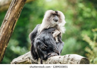 Bearded Ape Her Youngs Jungle Stock Photo 1289033851 | Shutterstock