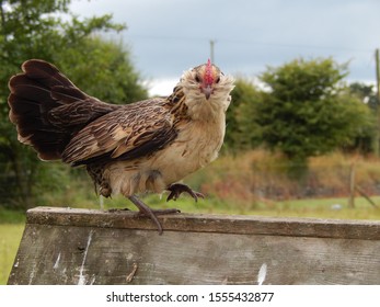 Bearded Belgian Mini Rooster Perching On Top Of His Coop