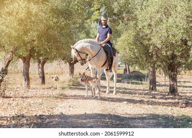 A Bearded Caucasian Man In Equestrian Clothing And Helmet Is Standing On His White Horse In A Field With Olive Trees Accompanied By His Dog.