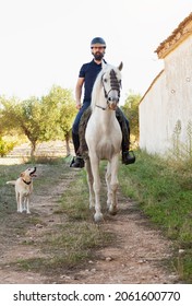 A Bearded Caucasian Man In Equestrian Clothing And Helmet Is Riding His White Horse Along A Path Next To A Wall Accompanied By His Dog.