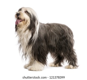 1000 Bearded Collies Stock Images Photos Vectors Shutterstock