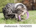 Bearded collie dog running for puller toy