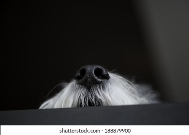 Bearded Collie Nose peeking over the door