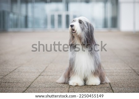 bearded collie posing after dog show. standard. purebred. healthy.