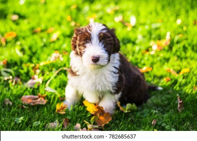 1000 Bearded Collies Stock Images Photos Vectors Shutterstock