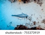 The bearded cusk eel, Brotula multibarbata, is in the order Ophidiiformes and not a true eel