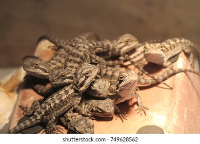 bearded dragon