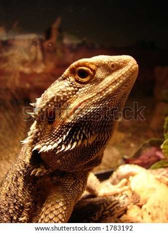 bearded dragon