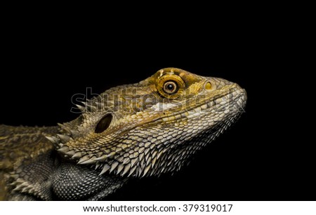 Mediodactylus kotschyi portrait