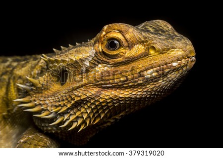 Similar – Image, Stock Photo Mediodactylus kotschyi portrait