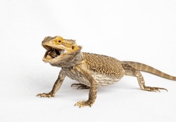 A Bearded Dragon Against A White Background Eating A Dubia Roach