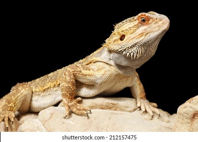 A Bearded Dragon with a black background