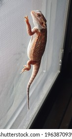 Bearded Dragon Climbing Through The Window Mesh.