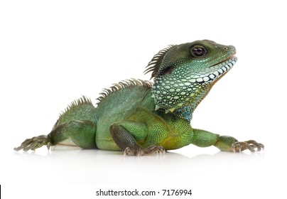 116,922 Lizard White Background Images, Stock Photos & Vectors ...