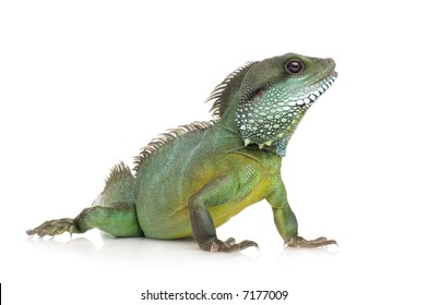 18,441 Water Dragon Lizard Images, Stock Photos & Vectors | Shutterstock