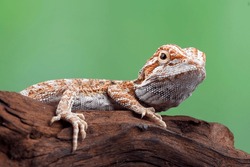 Bearded Dragon Hanging On A Tree