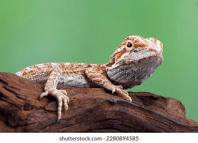 Bearded dragon hanging on a tree - Powered by Shutterstock