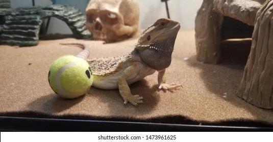 Bearded Dragon in his enclosure