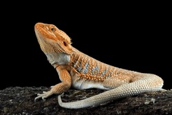 Bearded Dragon Hypo Closeup On Isolated Background, Bearded Dragon Red Hypo Side View On Wood, Bearded Dragon Hypo Closeup
