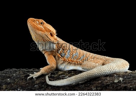 Bearded Dragon Hypo closeup on isolated background, Bearded Dragon Red Hypo side view on wood, Bearded Dragon Hypo closeup