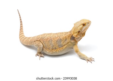 James DeBoer's Portfolio on Shutterstock