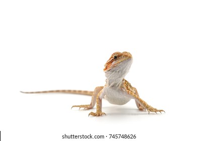 Bearded Dragon isolated on white background