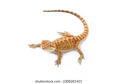 bearded dragon lizard isolated on white, animals close-up - Powered by Shutterstock