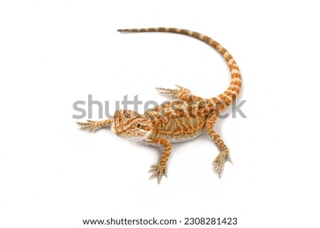 bearded dragon lizard isolated on white, animals close-up