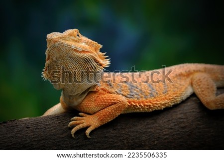 Bearded dragon lizard on branch