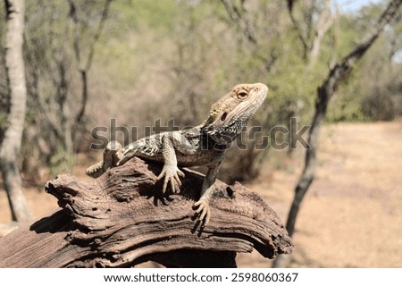 a bearded dragon lizard over a branch