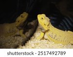 Bearded Dragon Lizard Reflection in Terrarium with Shavings - Reptile Pet Stock Photo