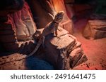 A bearded dragon lizard sits on a rock in a simulated desert environment, basking under a warm, red light.