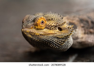 Bearded Dragon Macro Photography Eye Smile