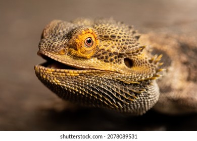 Bearded Dragon Macro Photography Eye Smile