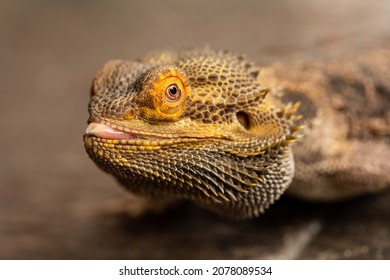 Bearded Dragon Macro Photography Eye Smile