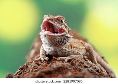 Bearded dragon on the branch - Powered by Shutterstock