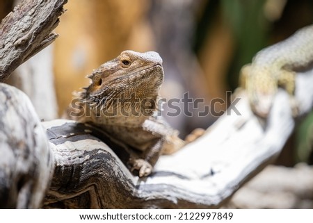 A bearded dragon on a branch in a terrarium