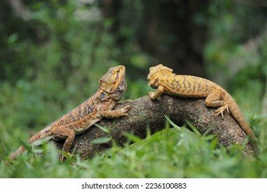 Bearded dragon on wood. The bearded dragon, which has the scientific name Pogona vitticeps, is a reptile originating from Central Australia - Shutterstock ID 2236100883