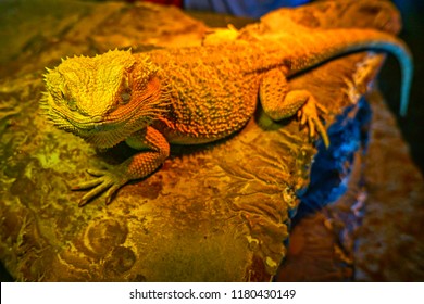 Bearded Dragon or Pogona actually from Australia it can puff up its trout when angry, excited, in love or accidental drink to much water