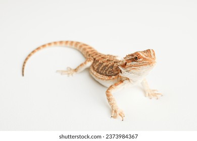 Bearded dragon, pogona vitticeps, isolated on white background, Tiger Pattern Morphs. Professional studio macro photography on isolated white background - Powered by Shutterstock