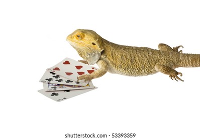 Bearded Dragon Poker Face Bad Hand Isolated On White Background