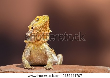Bearded Dragon posing in the nature