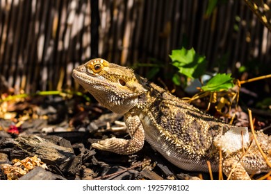 Bearded Dragon Relaxing and Sunning Outdoors