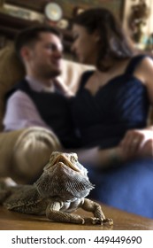 Bearded Dragon Reptile Pet Posing With Affectionate Owners