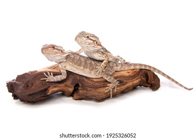 Bearded dragon resting on a log isolated on a white background
