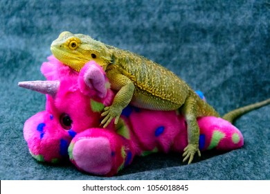 Bearded Dragon Riding A Stuffed Unicorn