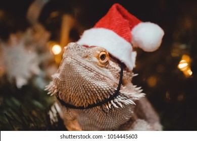 santa hat for bearded dragon